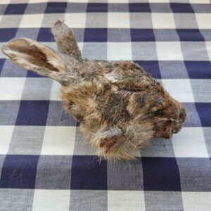 Rabbit Head